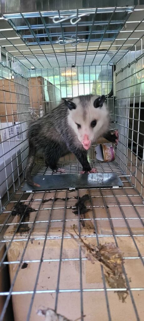 Animal Removal Sherman Township